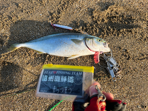 イナダの釣果