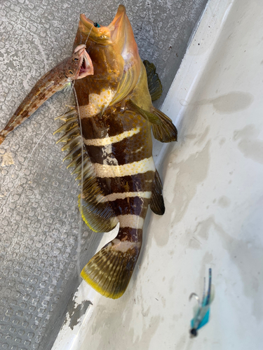 アオハタの釣果