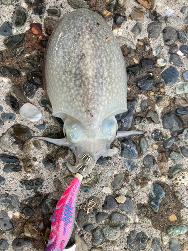 シリヤケイカの釣果