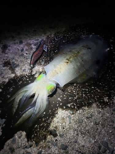 アオリイカの釣果