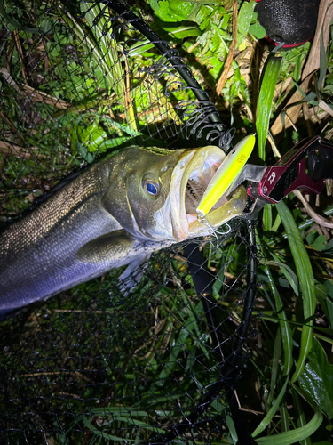 シーバスの釣果