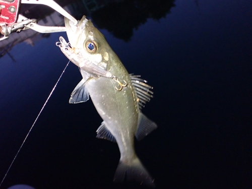 セイゴ（ヒラスズキ）の釣果