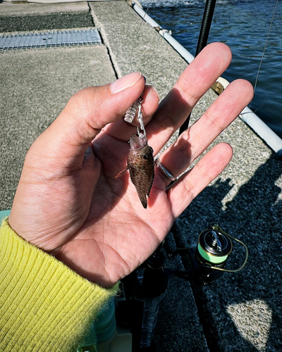 オオモンハタの釣果