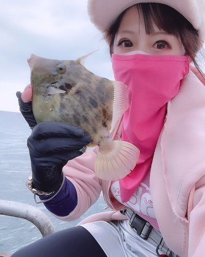 カワハギの釣果