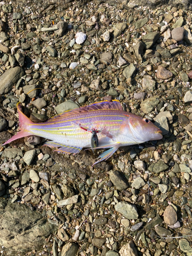 イトヨリダイの釣果