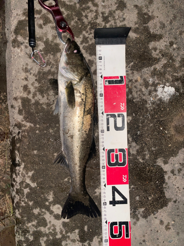 シーバスの釣果