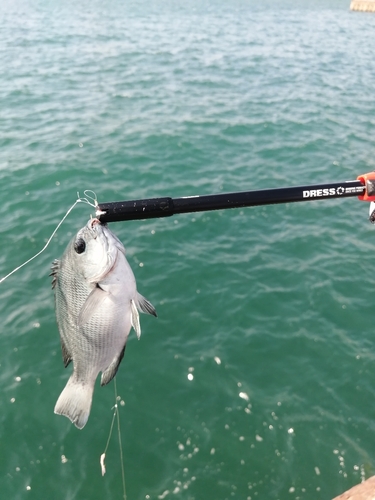 グレの釣果