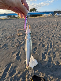 アカカマスの釣果