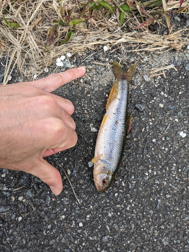 カワムツの釣果