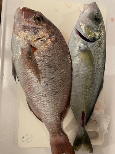 シマアジの釣果