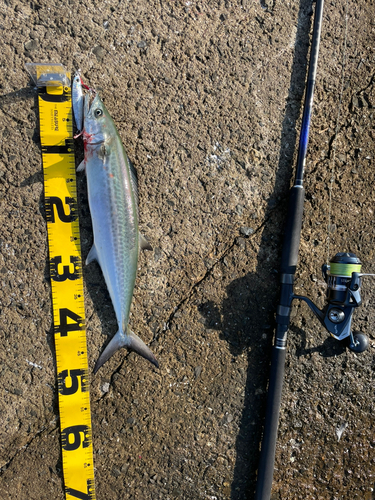 サゴシの釣果