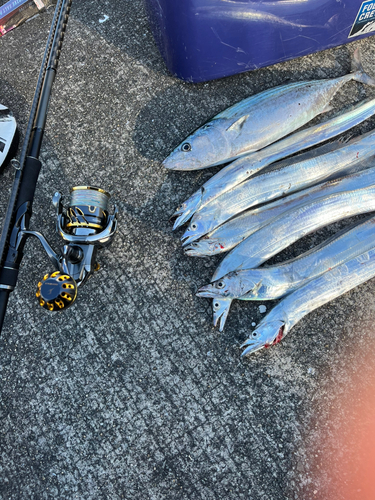 ハガツオの釣果