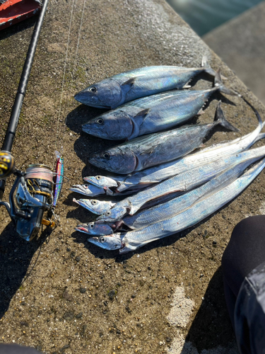 ハガツオの釣果