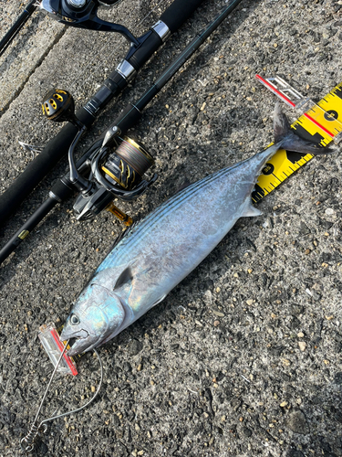 ハガツオの釣果