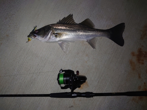 シーバスの釣果