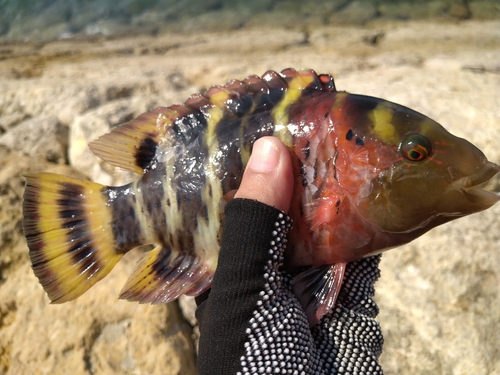 ミツバモチノウオの釣果