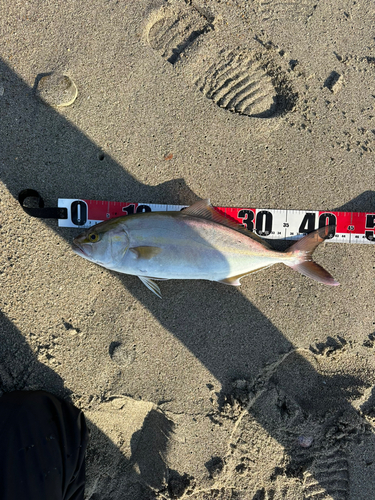 ショゴの釣果