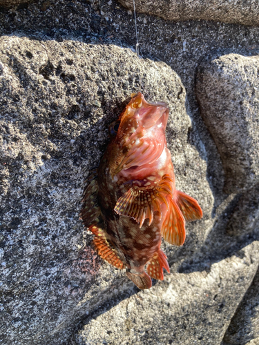 カサゴの釣果