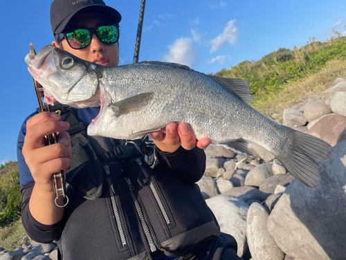 セイゴ（ヒラスズキ）の釣果