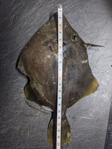 カワハギの釣果