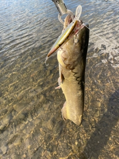 ナマズの釣果