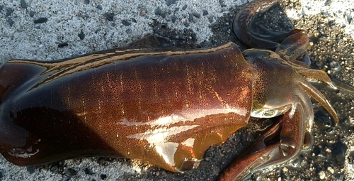 アオリイカの釣果