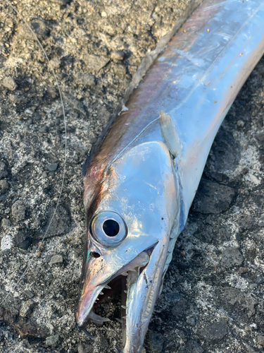 タチウオの釣果