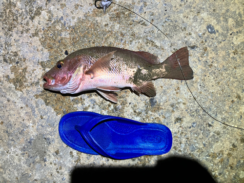 ゴマフエダイの釣果