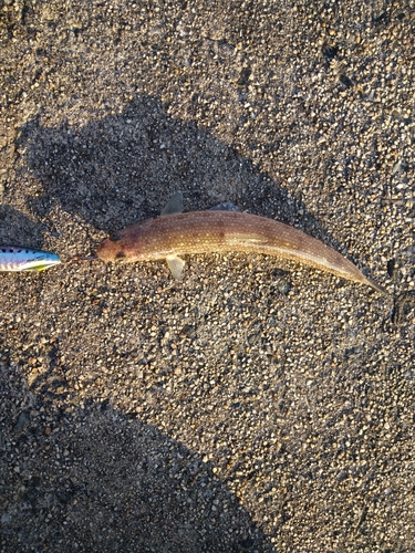 エソの釣果