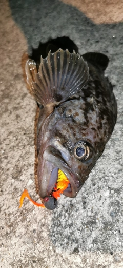 クロソイの釣果