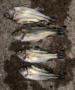 コトヒキの釣果