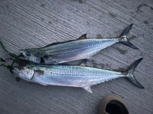 サゴシの釣果