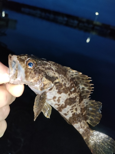 タケノコメバルの釣果