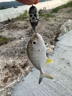 メッキの釣果