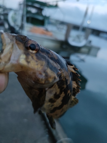 タケノコメバルの釣果