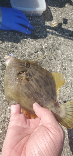 カワハギの釣果