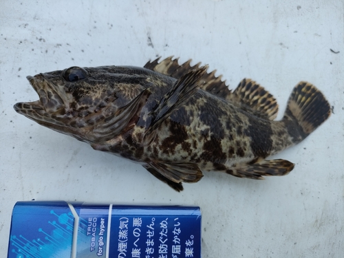 タケノコメバルの釣果