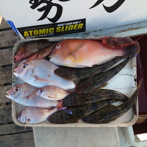 マダイの釣果