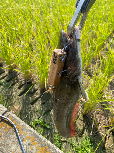 ナマズの釣果