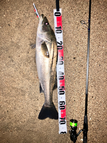 シーバスの釣果