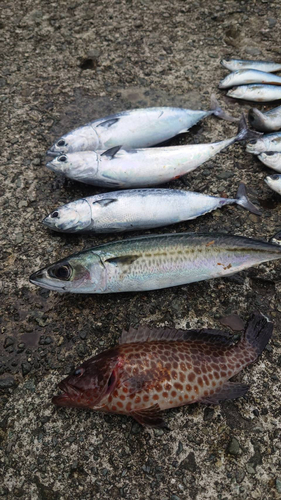 マルソウダの釣果