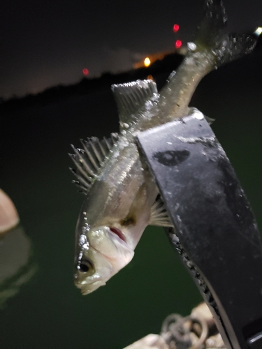 セイゴ（ヒラスズキ）の釣果