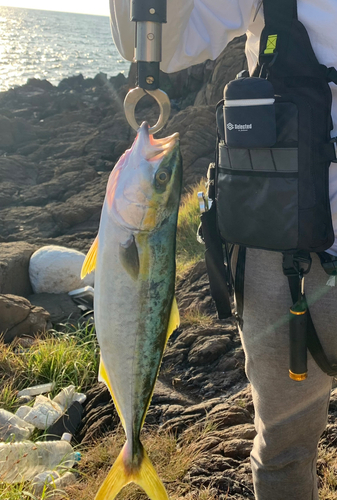 ヤズの釣果