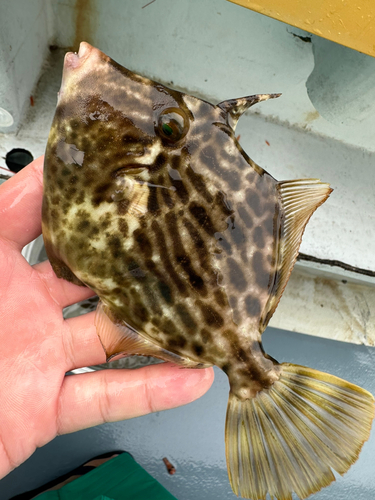 カワハギの釣果