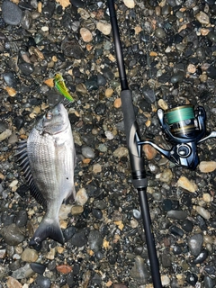 クロダイの釣果