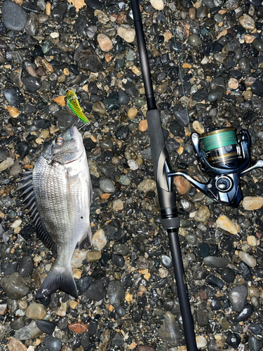 クロダイの釣果