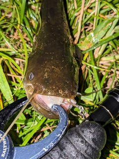 ナマズの釣果