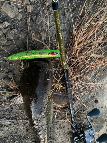 ナマズの釣果