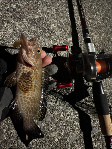 オオモンハタの釣果