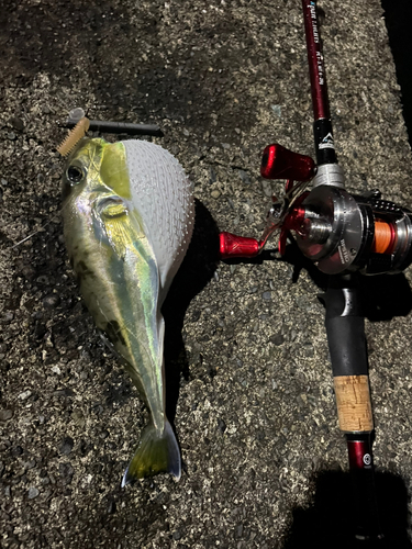 シロサバフグの釣果